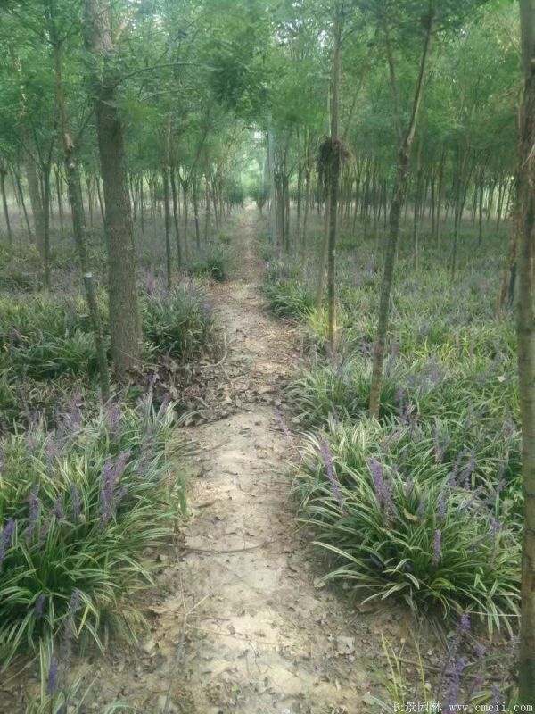 花叶麦冬基地实拍图片