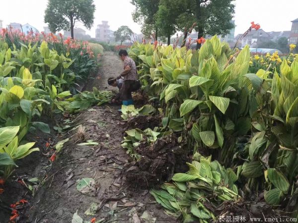 花叶美人蕉基地实拍图片