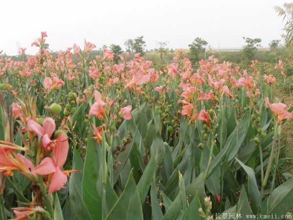 美人蕉图片基地实拍