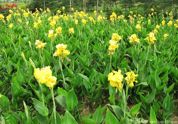 美人蕉图片基地实拍