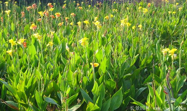 美人蕉图片基地实拍