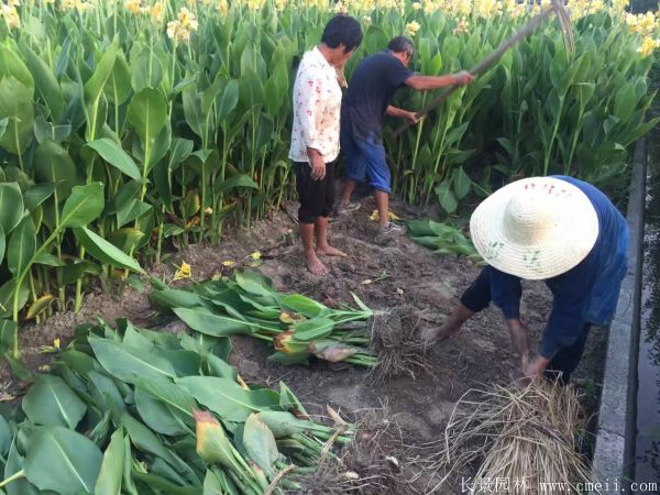 花叶美人蕉基地实拍图片