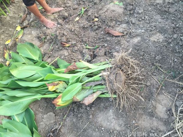 花叶美人蕉基地实拍图片