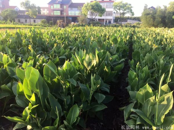 美人蕉图片基地实拍