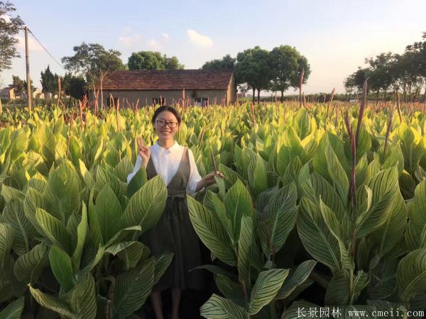 花叶美人蕉基地实拍图片