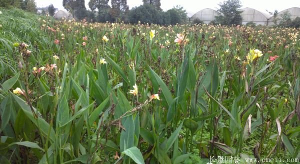 美人蕉图片基地实拍