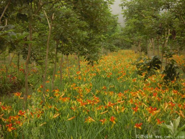 大花萱草基地实拍图片