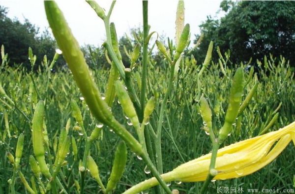 大花萱草基地实拍图片