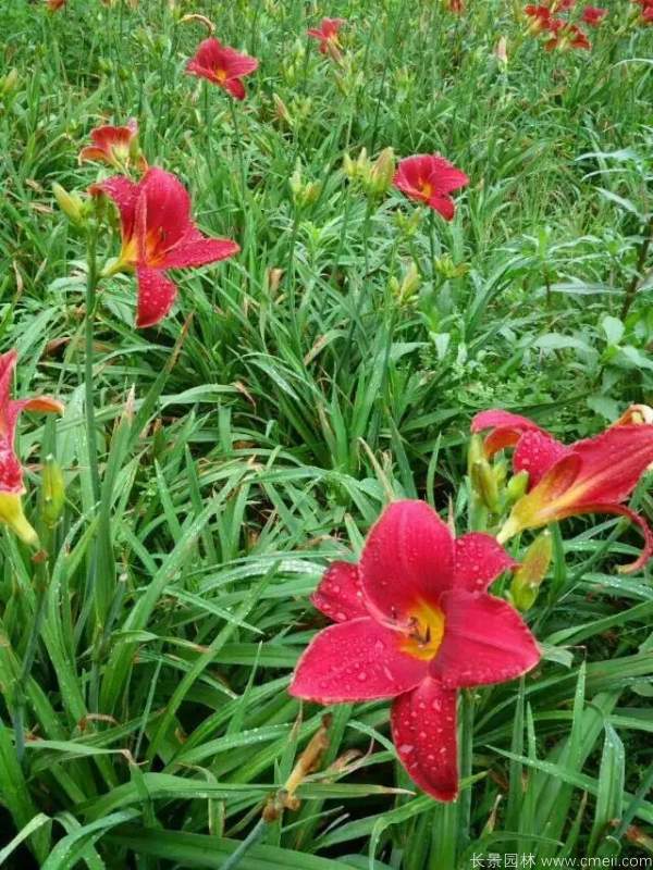 红宝石萱草基地实拍图片