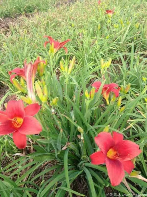 红宝石萱草基地实拍图片