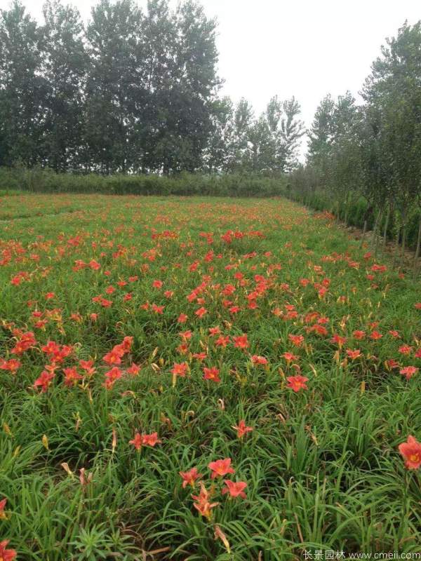 红宝石萱草基地实拍图片