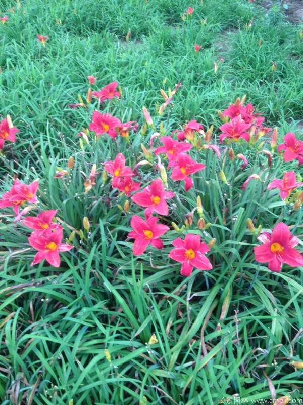 红宝石萱草基地实拍图片