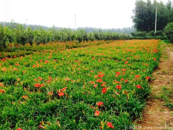 红宝石萱草基地实拍图片