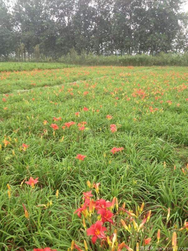 红宝石萱草基地实拍图片