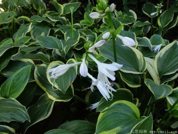 花叶玉簪基地实拍图片