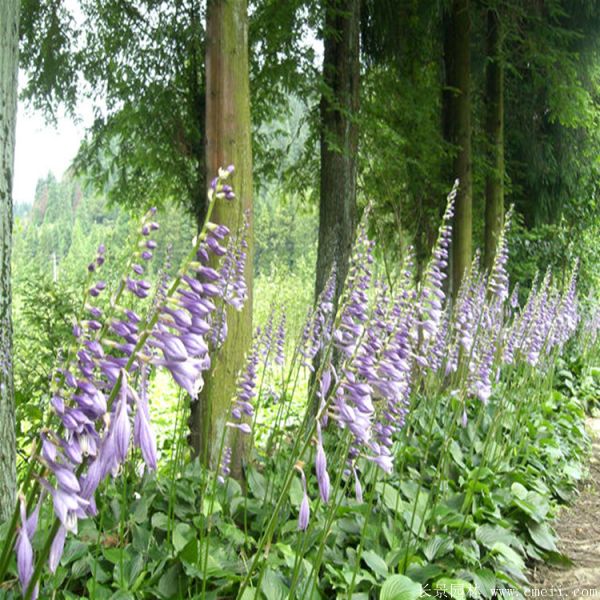 紫萼玉簪基地实拍图片