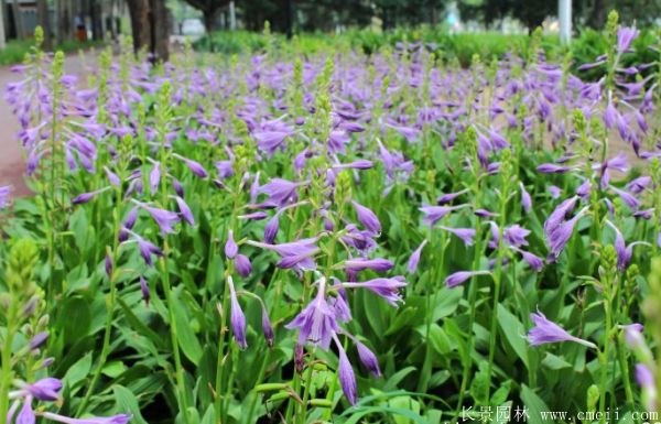 紫花玉簪基地实拍图片