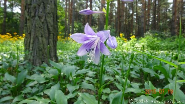 紫花玉簪基地实拍图片