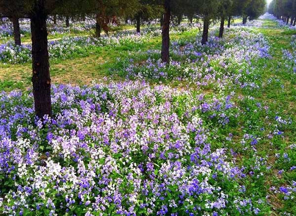 诸葛菜花海紫色蓝色