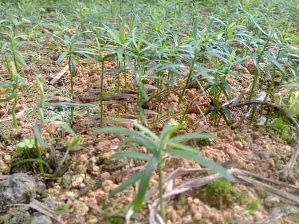 红豆杉种子发芽图片