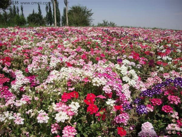 常夏石竹开花图片