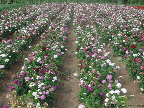 常夏石竹开花图片