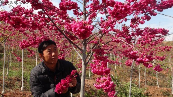 樱花种子出苗发芽图片