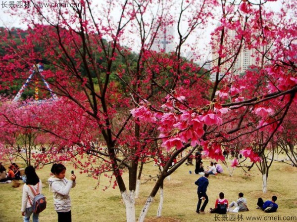 樱花种子出苗发芽图片