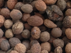 南方什么时候种植酸枣种子生长速度比较快