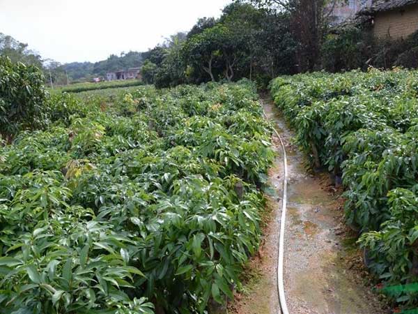 荔枝种子发芽出苗图片