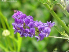 紫花苜蓿海南能种吗 牛羊爱吃吗