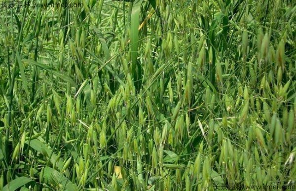 燕麦种子发芽出苗图片