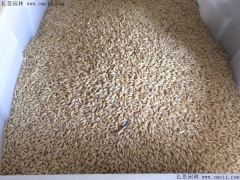 饲草品种大麦产量高吗 几月份开始种植