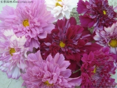 春节开花的花卉品种有哪些？