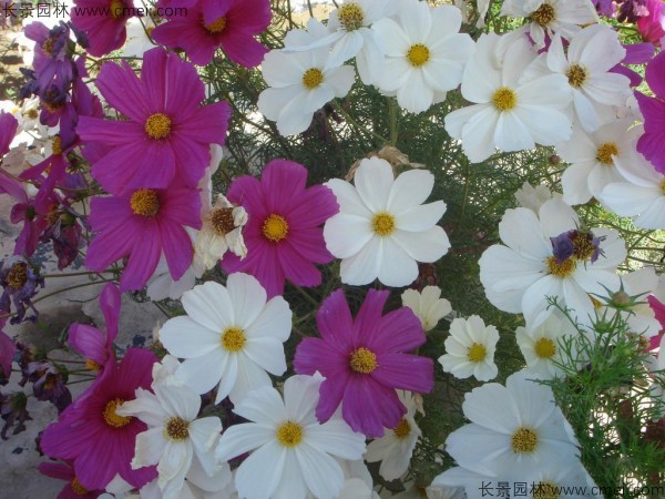 波斯菊种子发芽出苗开花图片