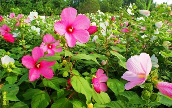 芙蓉大花秋葵种子多少钱一斤