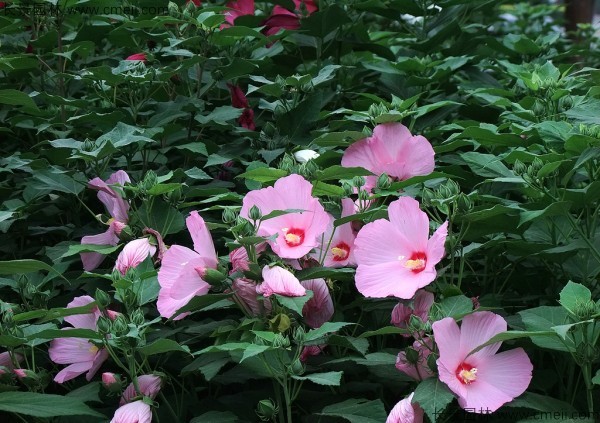 芙蓉大花秋葵种子多少钱一斤