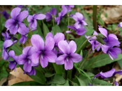 紫花地丁冬天播种发芽吗 多久发芽