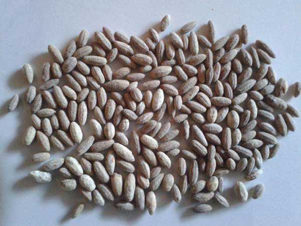沙枣种子图片