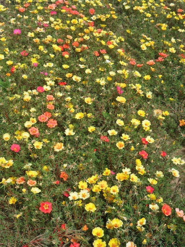 太阳花种子发芽出苗开花图片