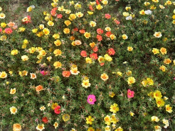 太阳花种子发芽出苗开花图片