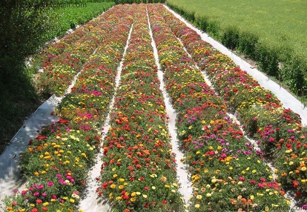 太阳花种子发芽出苗开花图片