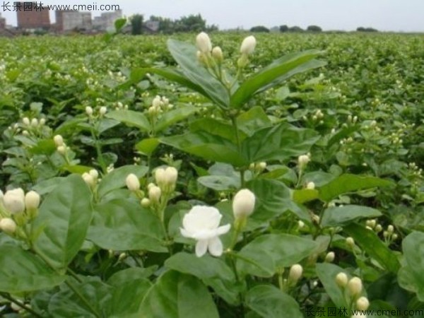 茉莉花种子发芽出苗图片