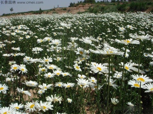 大滨菊种子发芽出苗开花图片