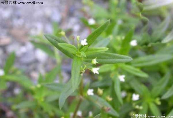 7月可以播种蛇舌草种子吗