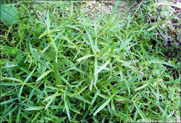 夏天可以种植蛇舌草吗