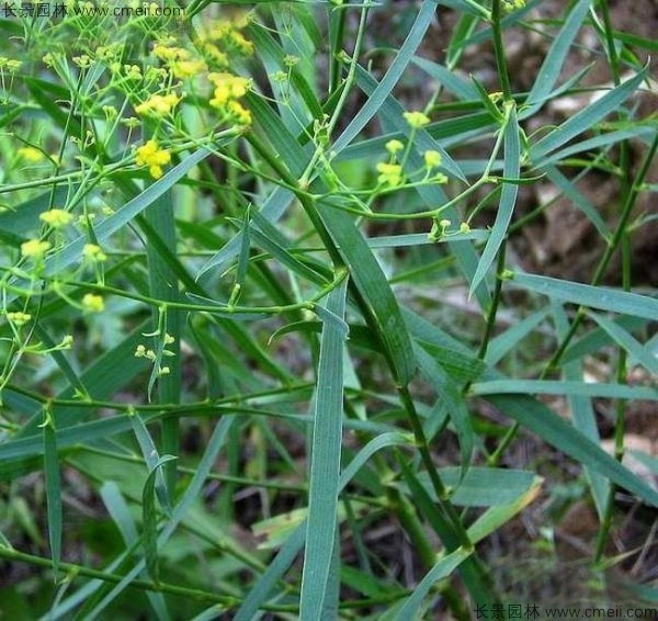 柴胡种子发芽出苗开花图片