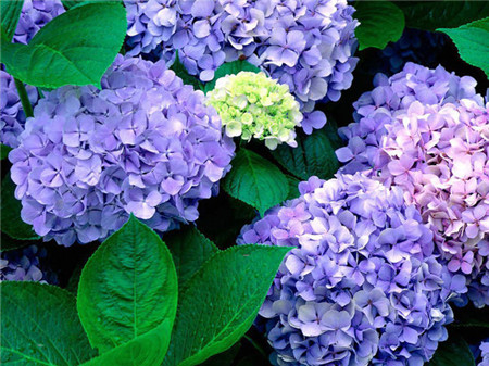 大绣球花