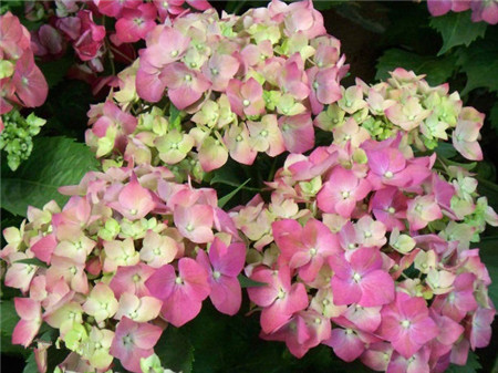 紫茎绣球花