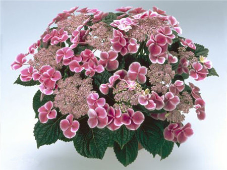 银边绣球花